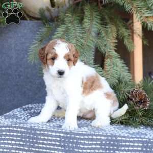 Amber, Mini Goldendoodle Puppy